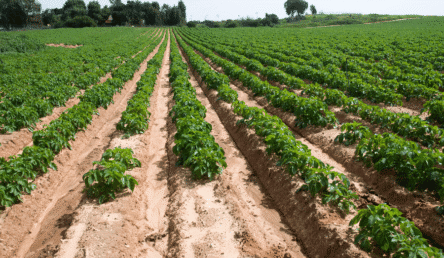היבטים שמאיים בהערכת שווי נחלות חקלאיות