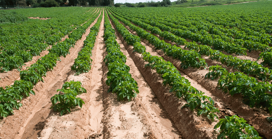 היבטים שמאיים בהערכת שווי נחלות חקלאיות